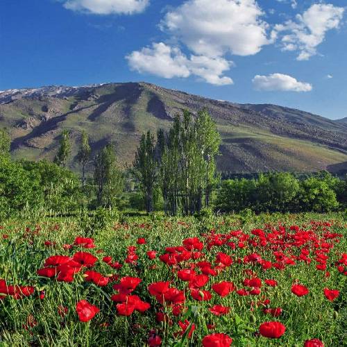  لب دریای شور طاقت ندارن عزیزم سفر کرده